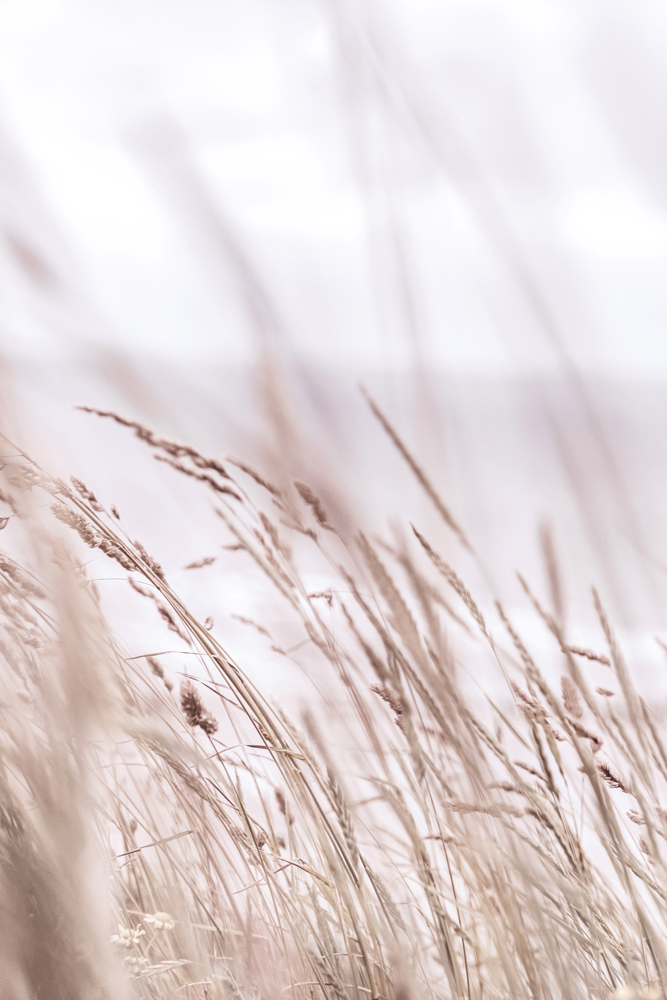 Poster Gräser am Meer