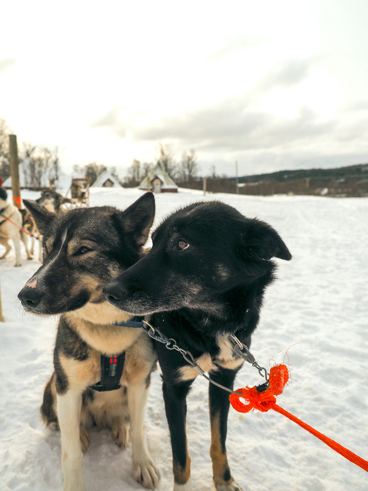 Huskys bei Hundeschlittentour in Tromsö im Winter
