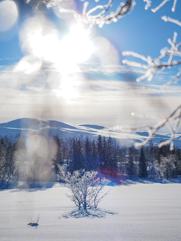 Einsamer Baum am verschneiten See Prestvannet in Tromsö im Winter