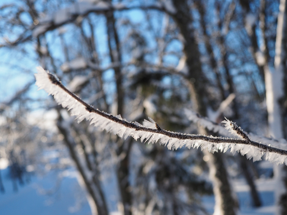 Detailbild von einem vereistern Ast am zugeschneiter See Prestvannet in Tromsö im Winter