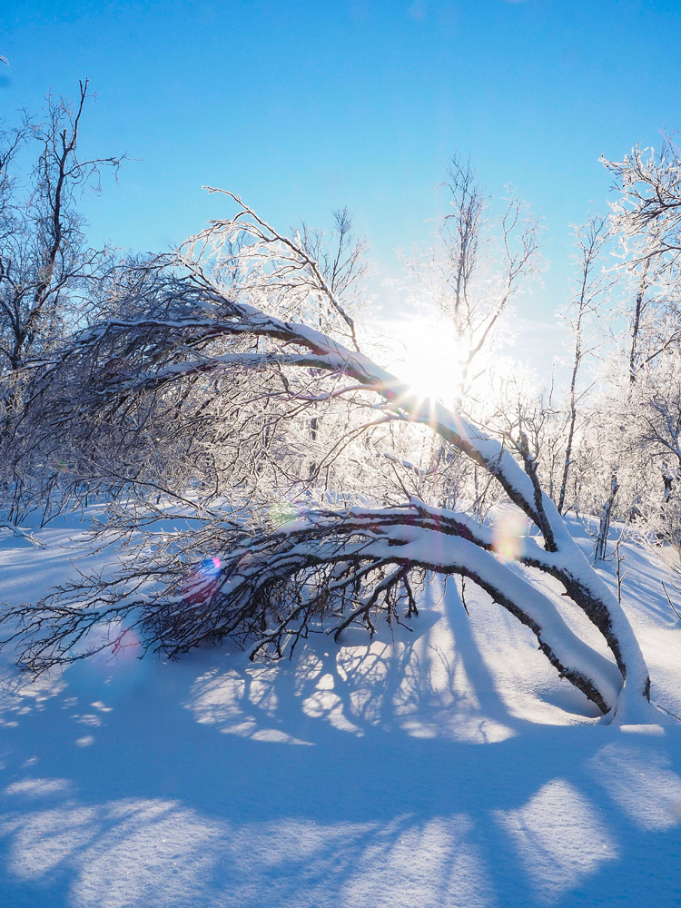Tromsö im Winter am See Prestvannet mit verschneiter Landschaft