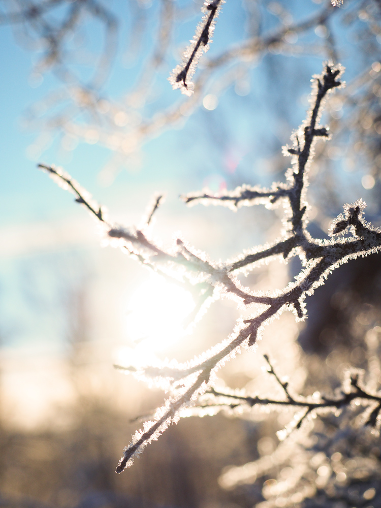 vereister Baum am zugeschneiter See Prestvannet in Tromsö im Winter
