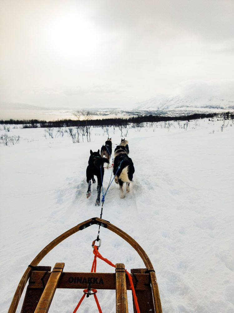 Hundeschlittentour in Tromsö im Winterdurch die verschneite Landschaft