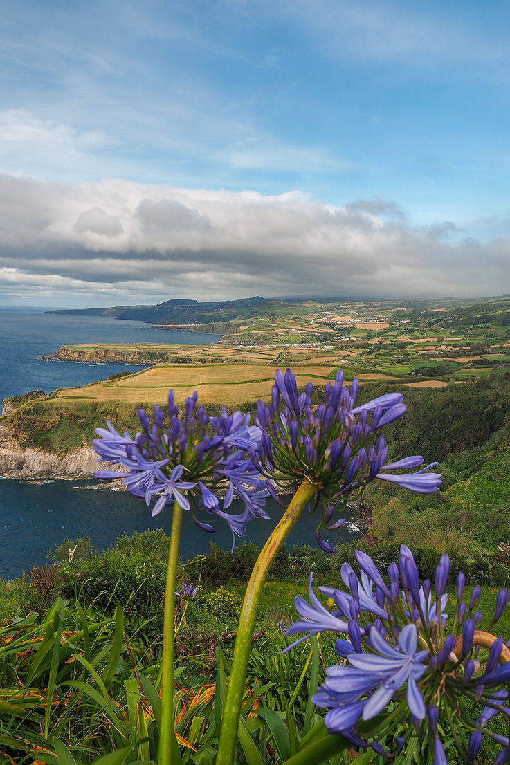 Schmucklilien am Aussichtspunkt Miradoura Santa Iria auf der Azoren-Insel Sao Miguel