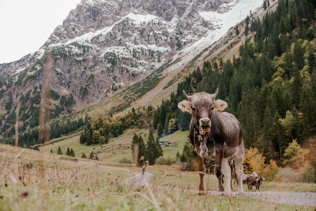 Bei einer Wanderung durch das Gemsteltal im Herbst erlebst du im Kleinwalsertal eine ruhige Wanderung zum Entspannen und Fotografieren.