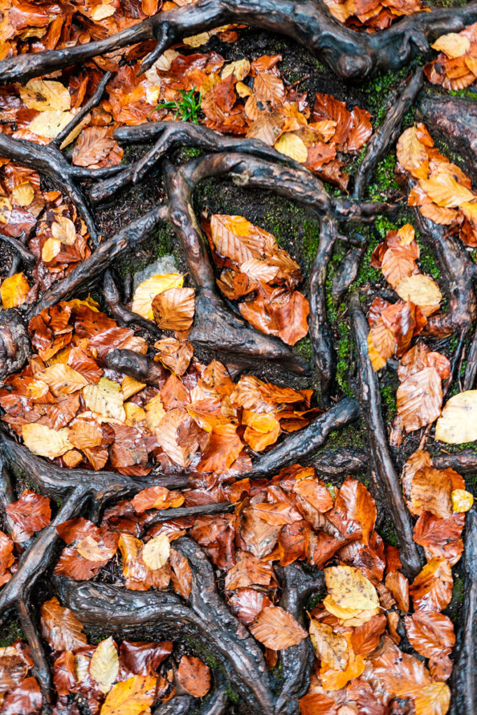 Bunter Blätter und Wurzeln bei einer Wanderung im Herbst im Kleinwalsertal.