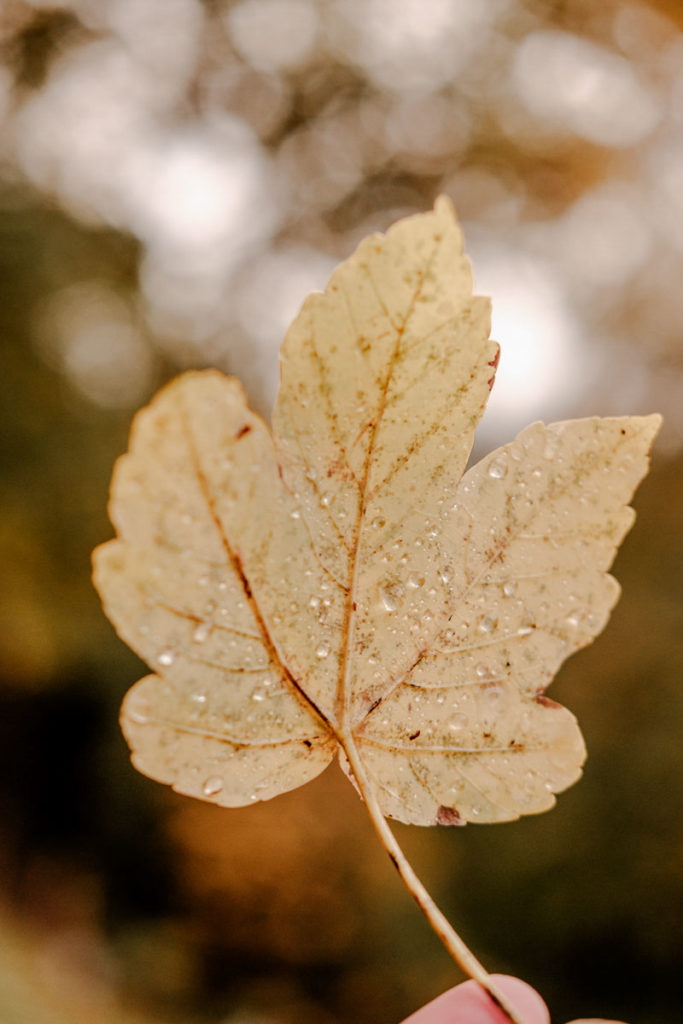 Bunter Blätter bei einer Wanderung im Herbst im Kleinwalsertal