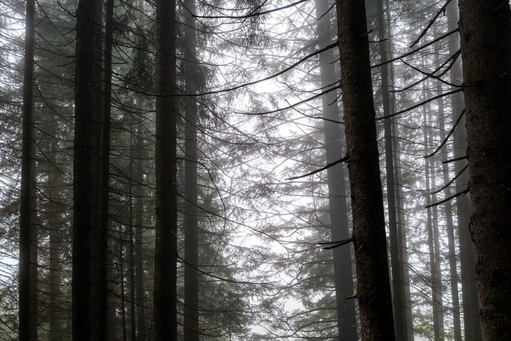 Herbstwanderung durchs Duratal bei Baad im Kleinwalsertal – mystisch, ruhig und naturverbunden.