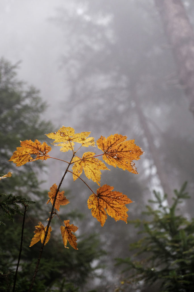 Farbige Blätter bei einer Herbstwanderung durchs Duratal im Kleinwalsertal – mystisch, ruhig und naturverbunden.