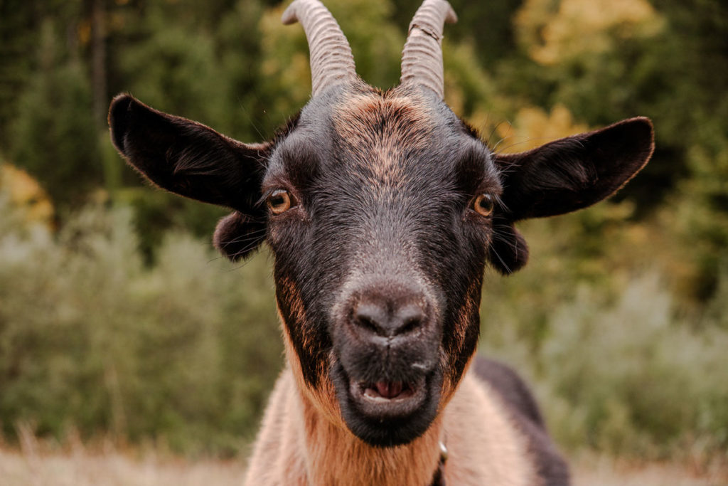 Freundliche Ziege bei einer Wanderung durch das Gemsteltal im herbstlichen Kleinwalsertal