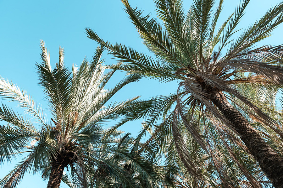 Tipps gegen Angst und Nervosität bei der Anreise - Eine Pause in der Natur wie Palmen im Turia Park von Valencia ist ein guter Tipp, um Angst und Nervosität von Alleinreisenden bei der Anreise in Entspannung und Erholung zu verwandeln.