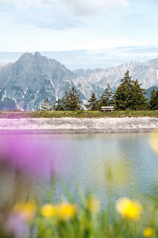 Kaltwassersee mit Bergpanorama und Blumen oberhalb von Seefeld in Tirol