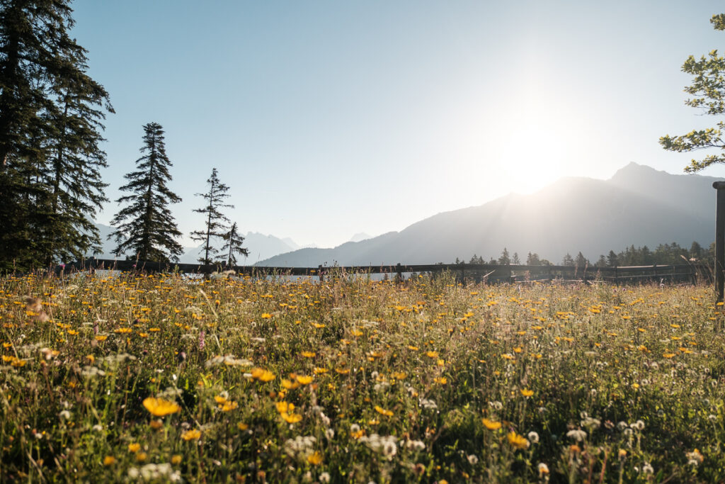 Grüne Almwiese in den Bergen bei Seefeld in Tirol zum Sonnenaufgang