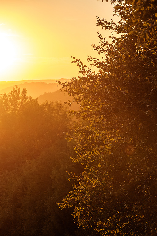 Goldenes Abendlicht fällt durch einen Baum über der Sauerländer Landschaft
