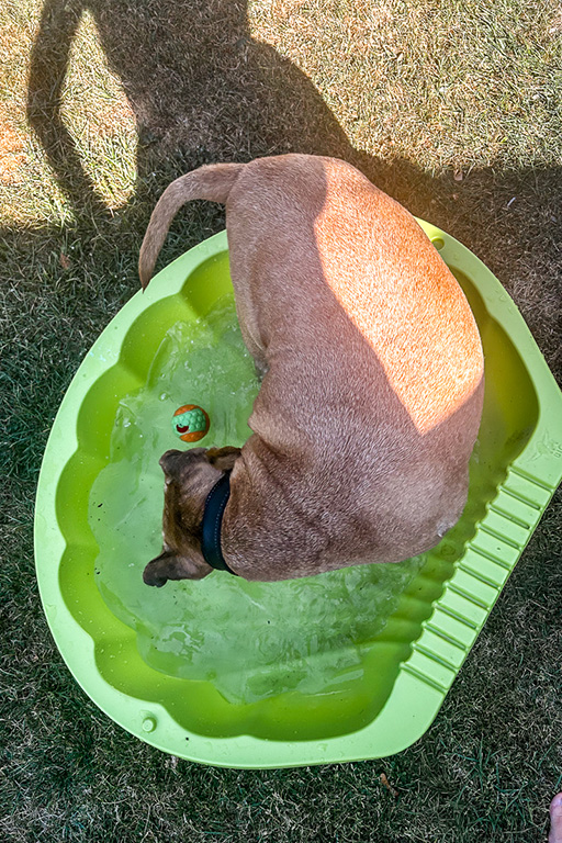Hündin Reina kühlt sich im grünen Hundepool im Garten ab