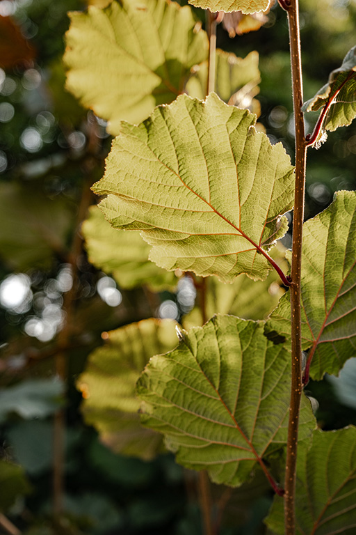 Sonnenlicht scheint durch grüne Blätter im Garten